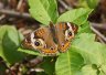 Buckeye - Photo by Doug Kimball
